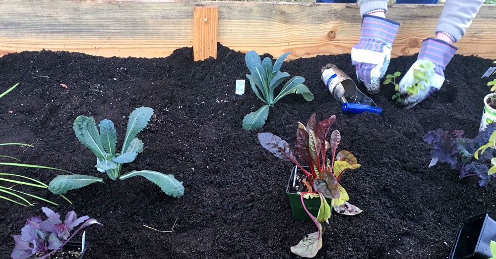 Organic garden in Orangeburg